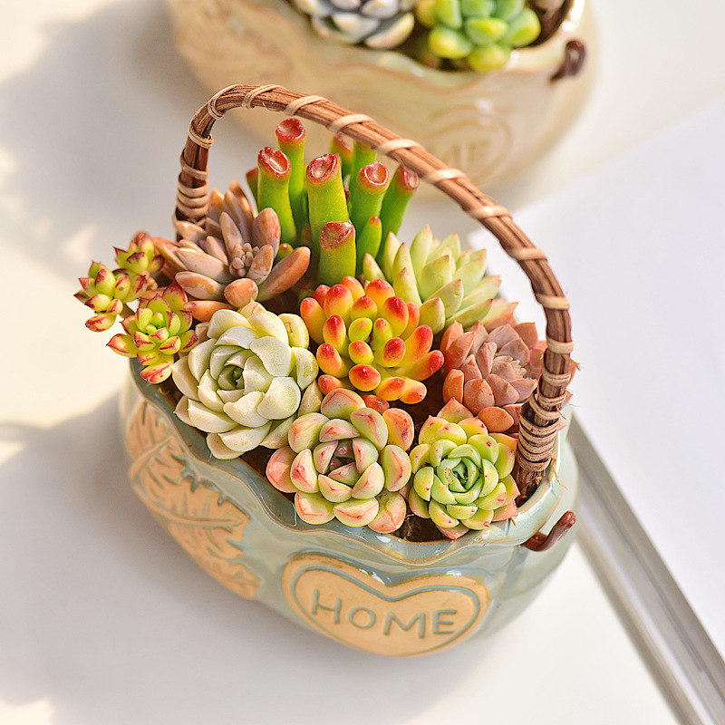 Noordse stijl keramische mandv - Snake Plant Ceramic recensie en prijs